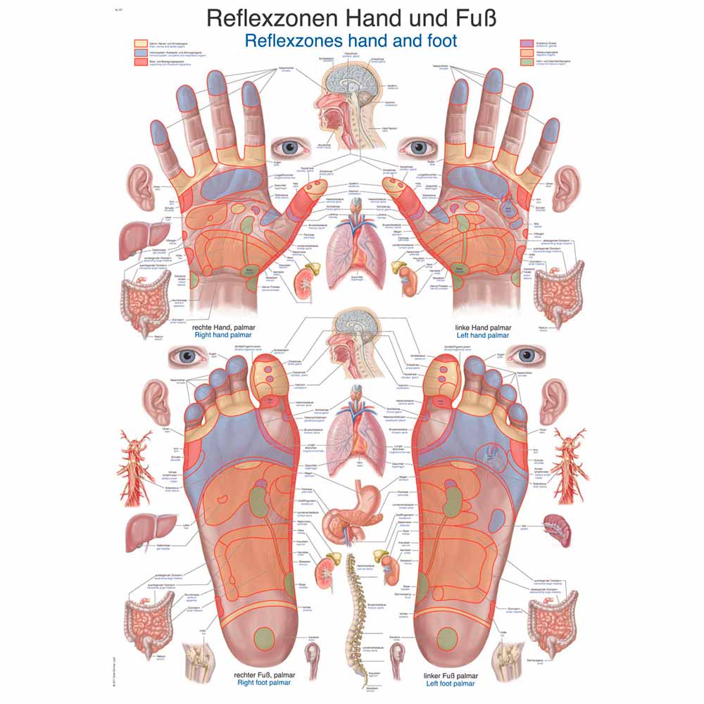 Anatomische Lehrtafel mit Reflexzonen von Hand und Fuß, farbiges Schema