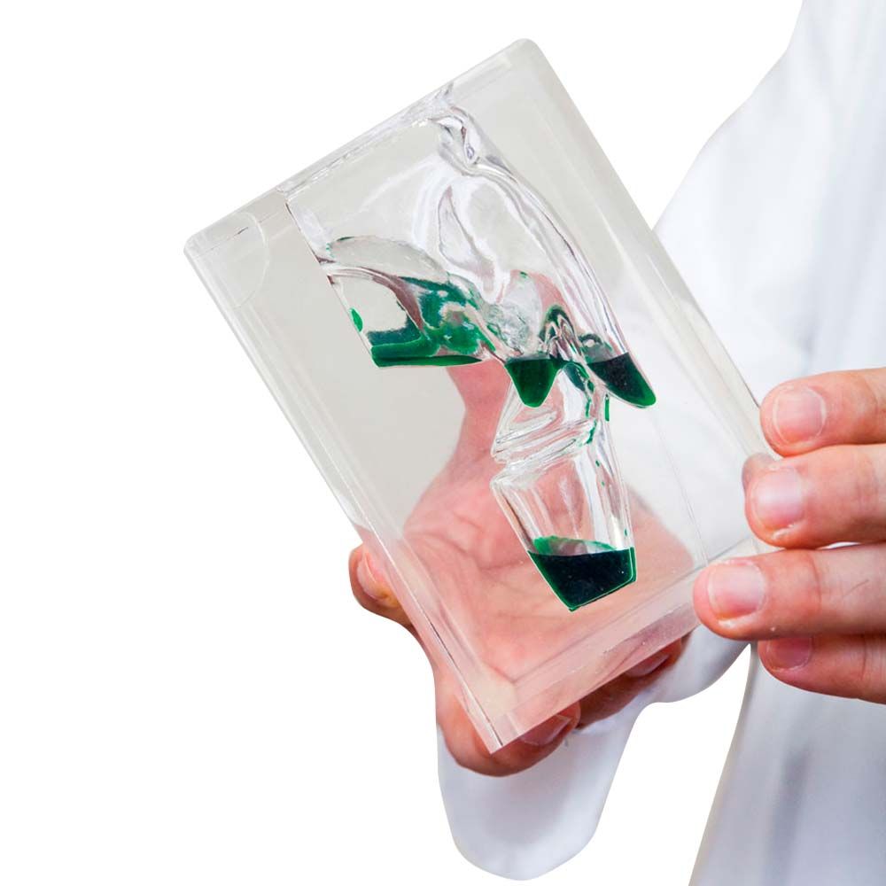 Laryngopharynx-Modell in transparentem Kunststoff, von Hand gehalten