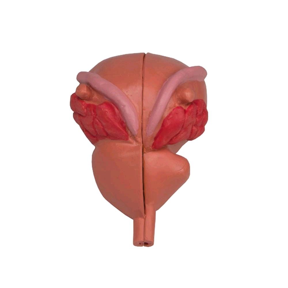Anatomisches Prostata-Modell, 3/4 Größe, Vorderansicht mit mittiger Naht