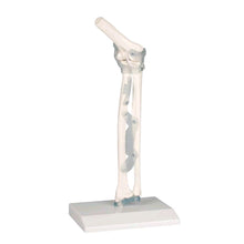 Modell Ellenbogengelenk mit Bändern auf Stativ, anatomische Darstellung am Unterarm