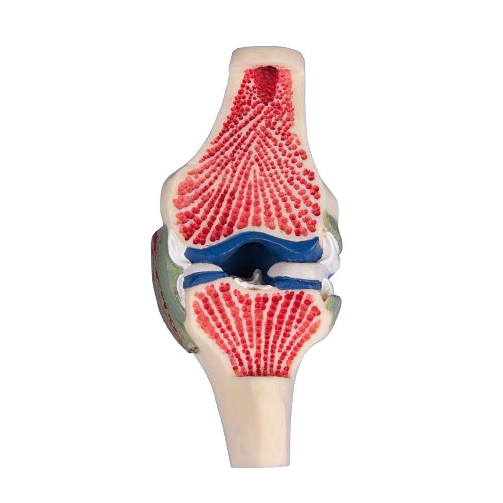 Lebensgroßes Knie-Gelenkschnittmodell mit roten Fasern und blauen Bändern