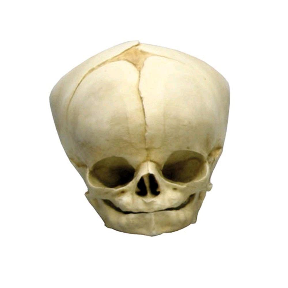 Erler Zimmer Fetusschädel Anatomie-Modell, frontal, Schädelnaht sichtbar, hell
