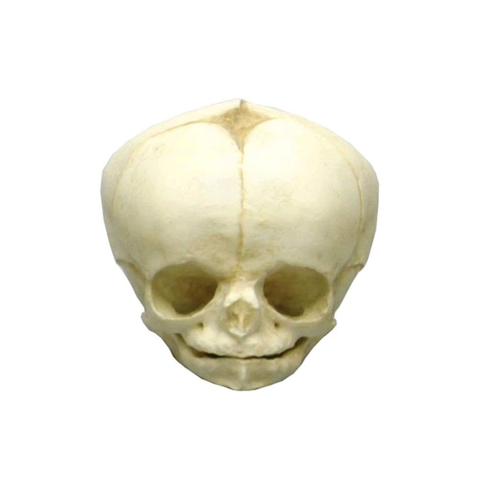 Erler Zimmer Fetusschädel Anatomie-Modell, von vorn, Unterkieferbereich, helles Modell