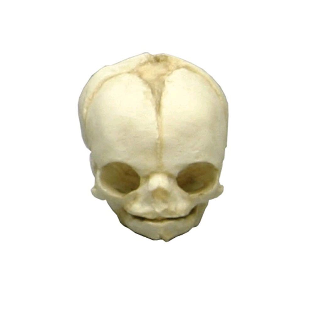 Erler Zimmer Fetusschädel Anatomie-Modell, von vorn mit leichtem Unterblick, hell
