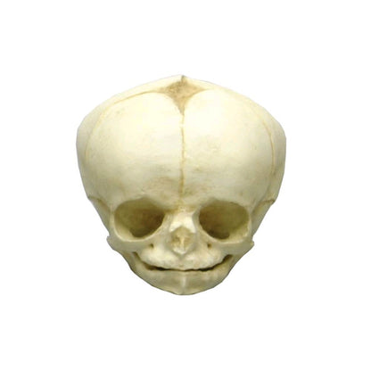 Erler Zimmer Fetusschädel Anatomie-Modell, von vorn, helles Knochenmodell