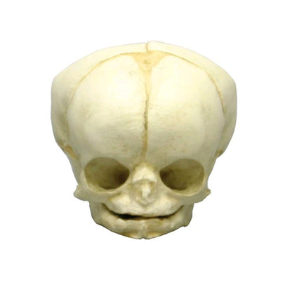 Anatomisches Fetusschädel-Modell von Erler Zimmer, Ansicht von vorn
