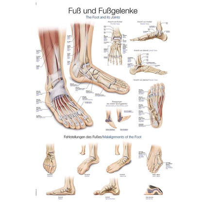 Anatomisches Poster zu Füßen und Fußgelenken mit Schaubildern und Textlabels