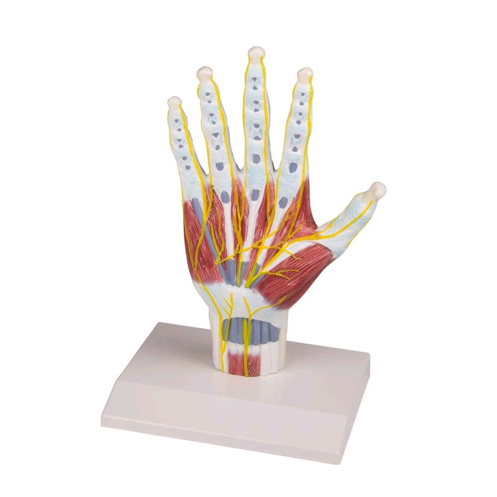 Lebensgroßes Handanatomie-Strukturmodell von Erler Zimmer mit Stativ, anatomisch farbig