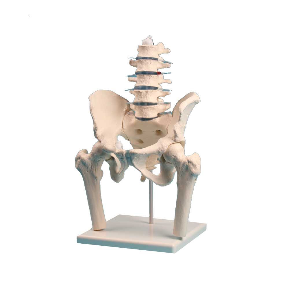 Anatomisches Wirbelsäulenmodell mit Becken und Oberschenkelstumpf auf Stativsockel