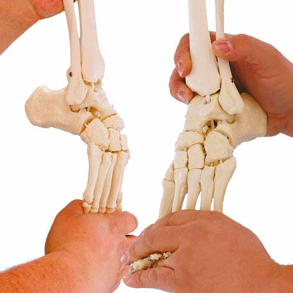 Erler Zimmer Beinskelett: Beckenhälfte, flexibler Fuß, Hände prüfen den Gelenkbereich