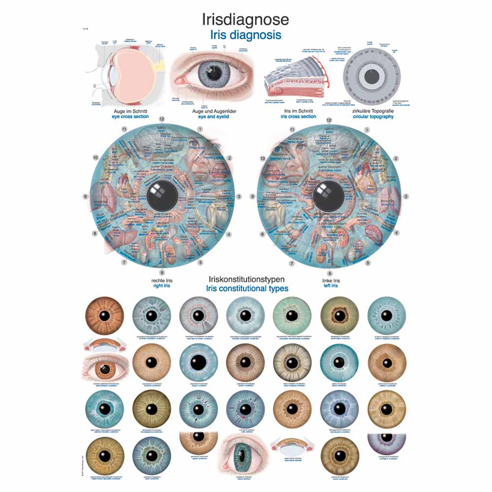 Anatomische Lehrtafel mit Irisdiagnose-Grafiken und Vergleich von 2 Kreisdiagrammen
