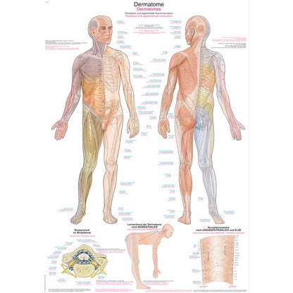 Anatomische Lehrtafel Dermatomzonen, Übersicht mit Vorder- und Rückansicht