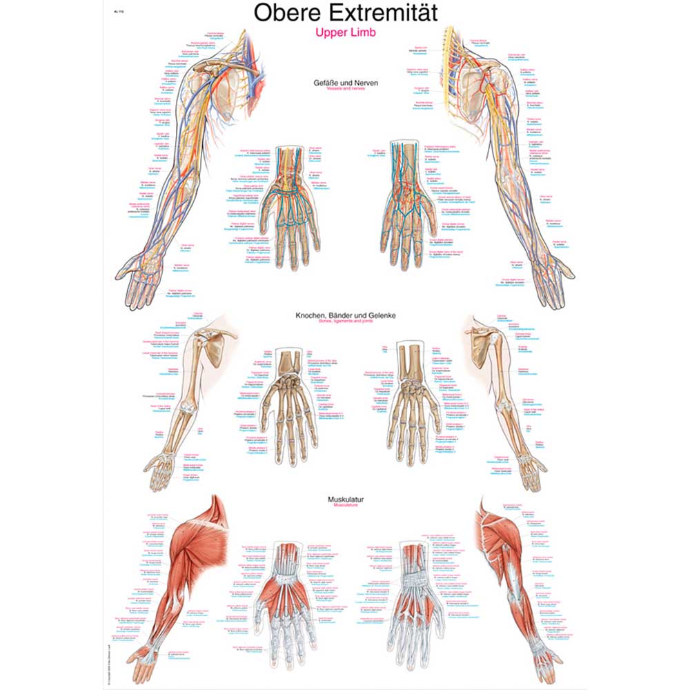 Anatomische Lehrtafel obere Extremität mit Schemata zu Knochen, Bändern und Gelenken