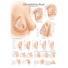 Anatomische Lehrtafel weibliche Brust: mehrere Ansichten, Durchschnitte und Beschriftungen