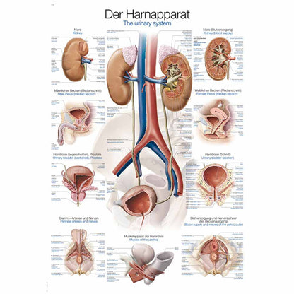 Anatomische Lehrtafel Harnapparat mit Beschriftungen und farbigen Detailgrafiken