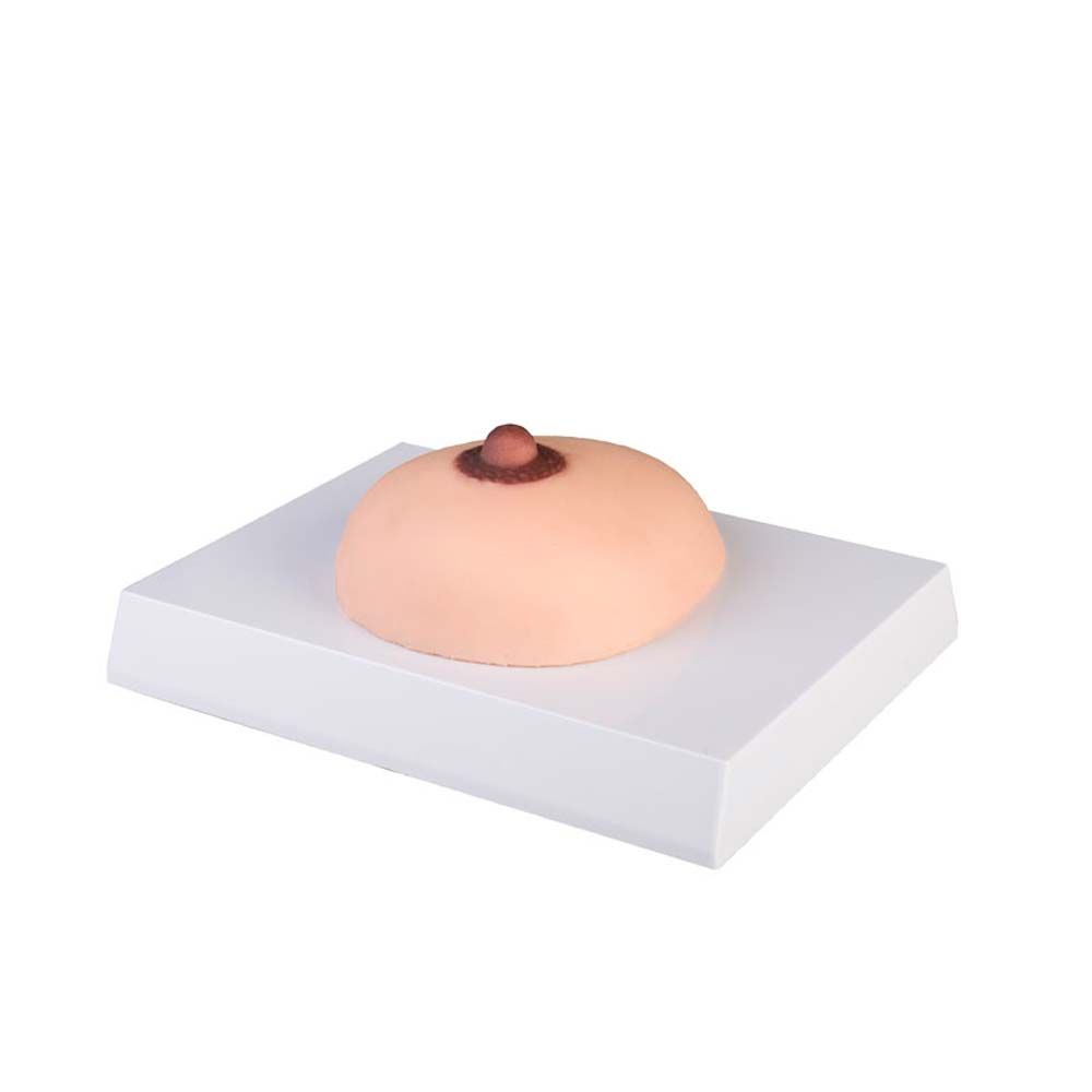 Lebensgroßes Brustkrebs-Tastmodell mit Brustwarzen auf grauem Sockel