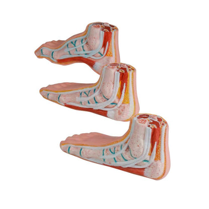 Miniatur-Fußset mit drei anatomischen Füßen, schräg dargestellt und farbig beschriftet