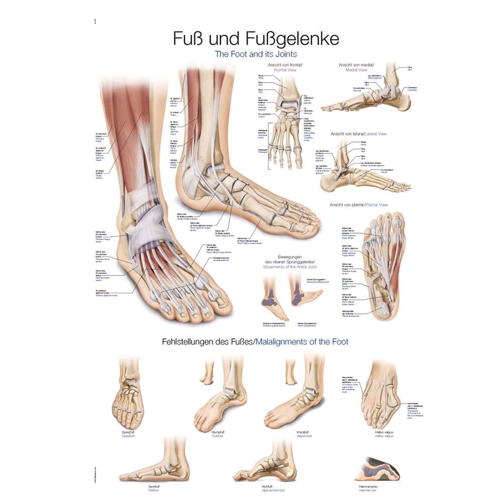 Anatomisches Poster mit Fuß- und Sprunggelenk-Illustrationen und Beschriftungen