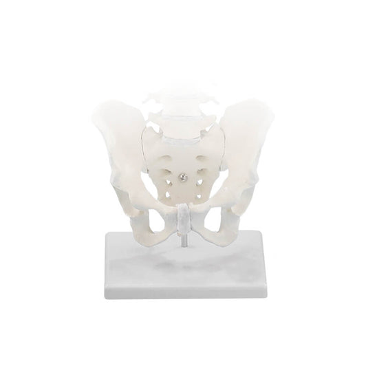 Anatomische Modelle & Lehrmittel