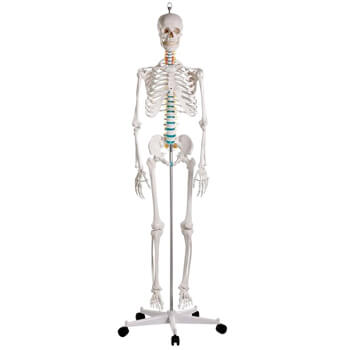 Scheletro anatomico Erler Zimmer con arti rimovibili