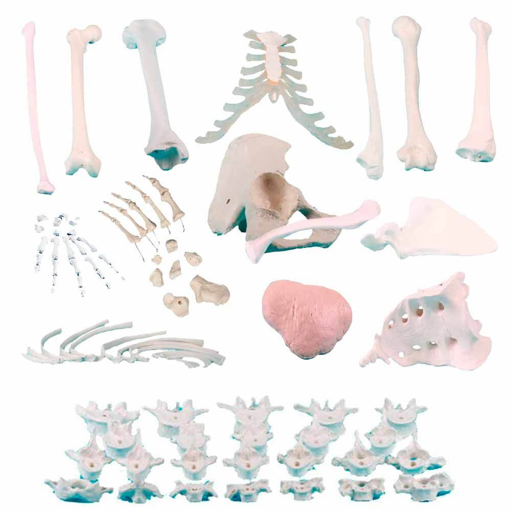 Modelli di singole ossa dello scheletro anatomico