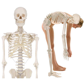 Scheletro anatomico del corpo intero Erler Zimmer